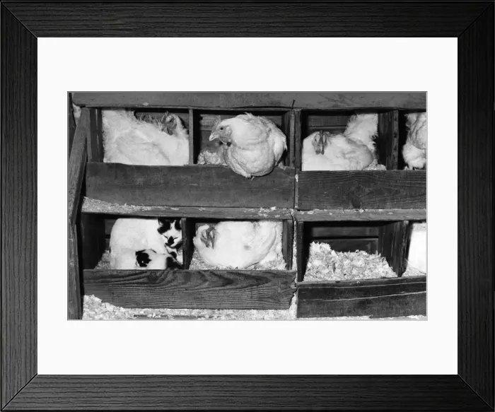 Framed Print : Animal Friendships - Cats and Birds: Minty and her kittens in the hen house Framed Print : Animal Friendships - Cats and Birds: Minty and her kittens in the hen house