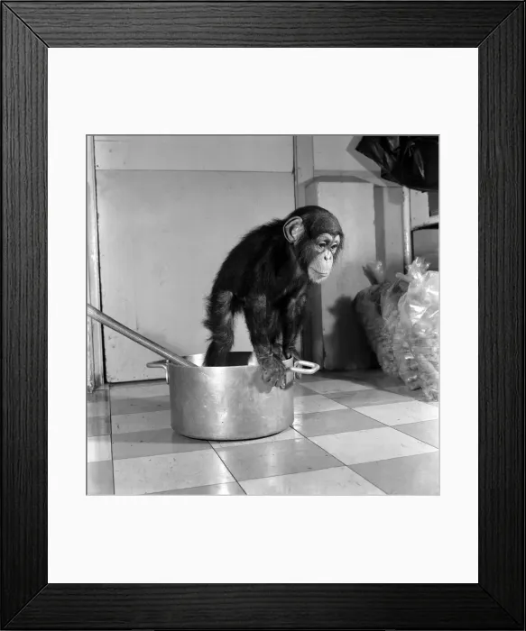 Framed Print : Animals: Apps and Monkeys: Freddie, a baby chimp, is making a real job of mixing