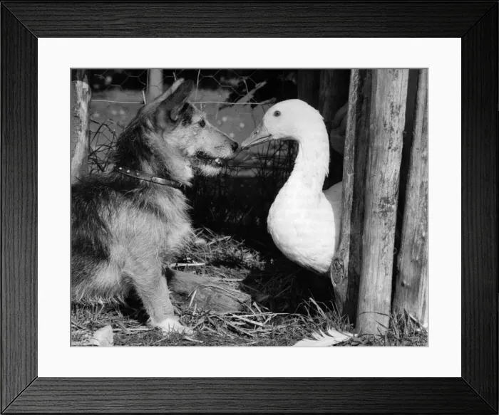 Framed Print : Animal Friends - Animals and Birds: Goose chasing Rats with a reluctant playmate Framed Print : Animal Friends - Animals and Birds: Goose chasing Rats with a reluctant playmate