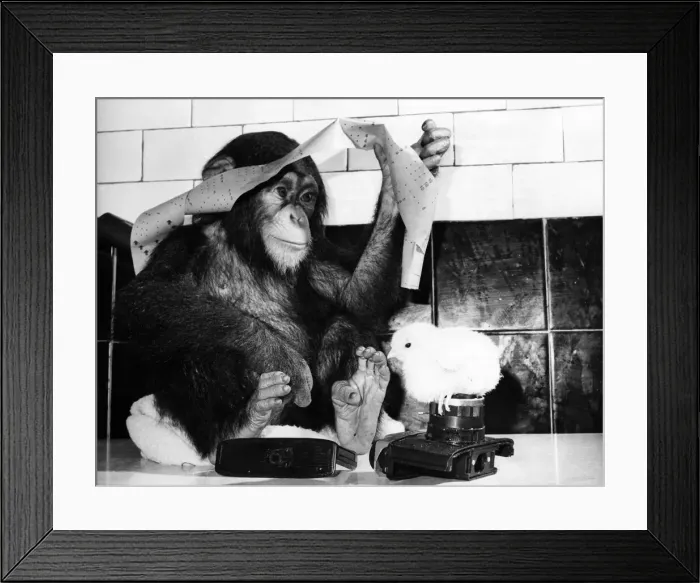 Framed Print : Animal Friendships - Animals and Birds: The chick perches on the camera while Framed Print : Animal Friendships - Animals and Birds: The chick perches on the camera while