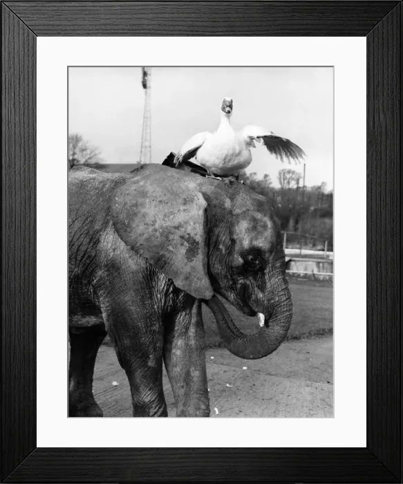 Framed Print : Animal friends - Animals and Birds. Carr keeps calm - even when Cecil the duck lands