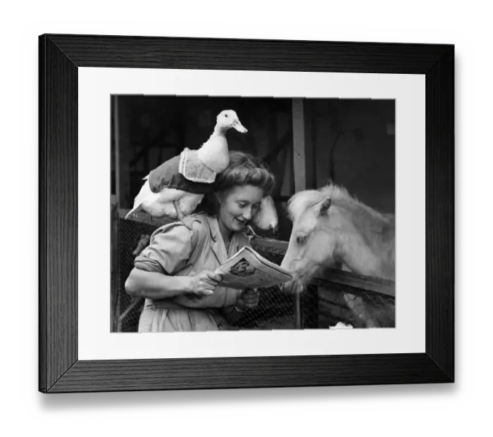 Framed Print : This duck likes company. Felicity the duck is quite content to be a domesticated pet