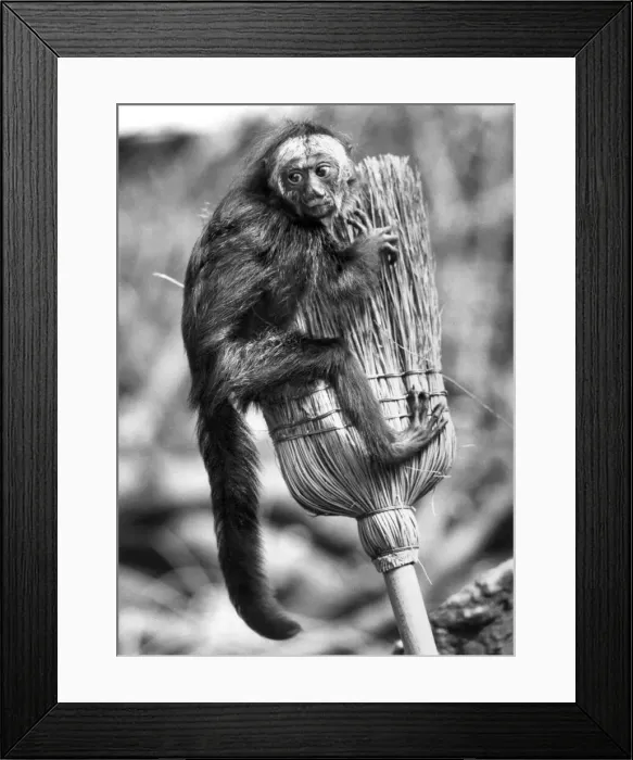 Framed Print : Animals - Monkeys -Hanger On... Neddy. June 1982 P011697 Framed Print : Animals - Monkeys -Hanger On... Neddy. June 1982 P011697