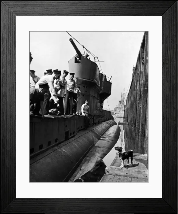 Framed Print : World War II Mascot. Whisky'a stray dog adopted by the crew of one of H. M. S Framed Print : World War II Mascot. Whisky'a stray dog adopted by the crew of one of H. M. S