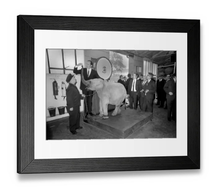 Framed Print : Lulu the baby elephant at Chessington Zoo, was weighed-in Framed Print : Lulu the baby elephant at Chessington Zoo, was weighed-in