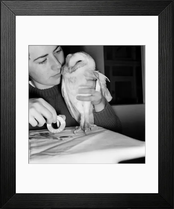 Framed Print : Animals Birds: Learining to walk again before they can fly