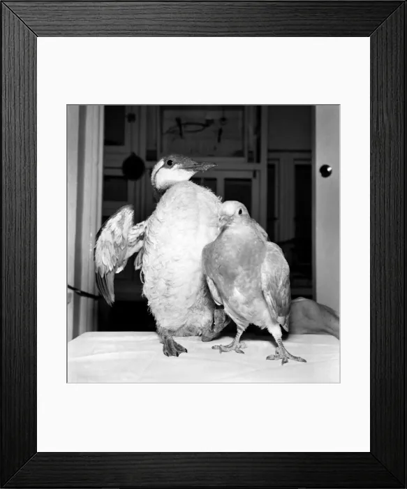Framed Print : Learining to walk again before they can fly, wild birds in the care of the Wild Bird Framed Print : Learining to walk again before they can fly, wild birds in the care of the Wild Bird