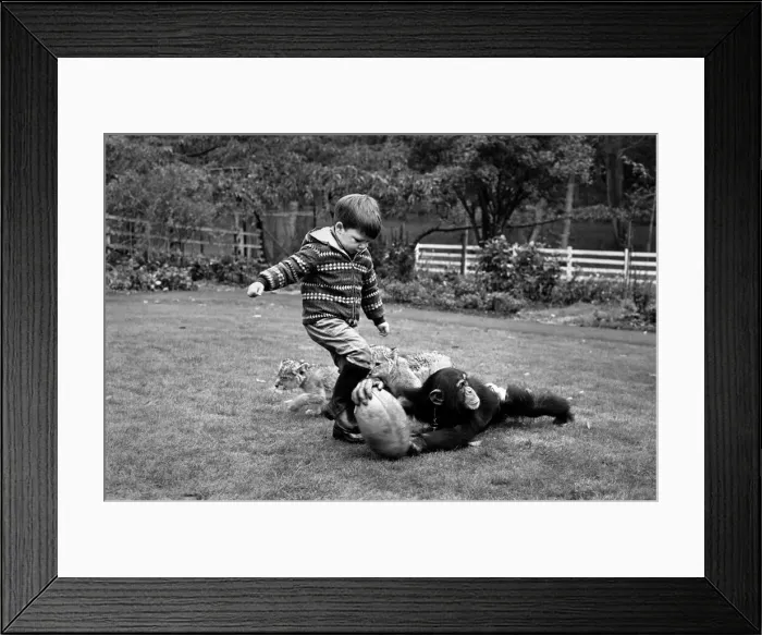 Framed Print : Boy playing rugby with his pet chimp Charles at the Longleat Lion Reserve All is