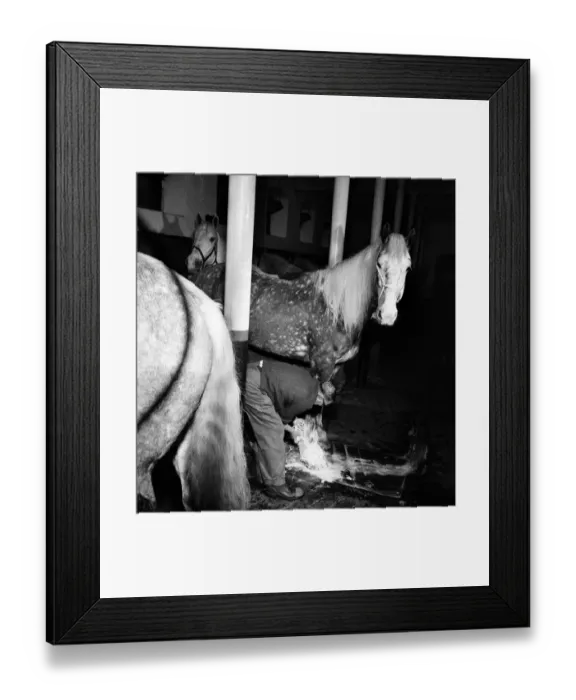 Framed Print : Lord Mayors coachman prepares his horses for the Lord Mayors show