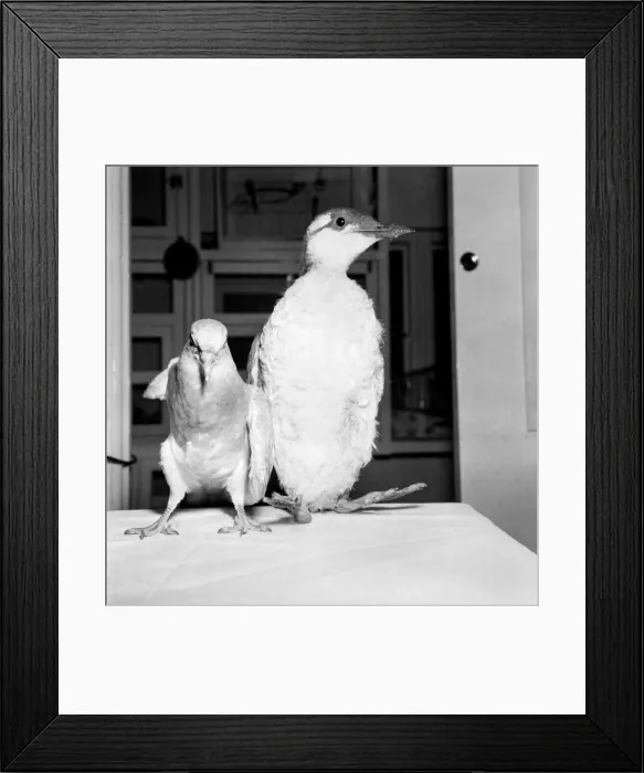 Framed Print : Animals Birds: Learining to walk again before they can fly Framed Print : Animals Birds: Learining to walk again before they can fly