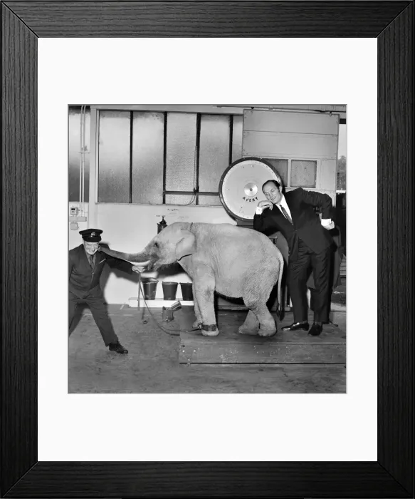 Framed Print : Lulu the baby elephant at Chessington Zoo, was weighed-in Framed Print : Lulu the baby elephant at Chessington Zoo, was weighed-in
