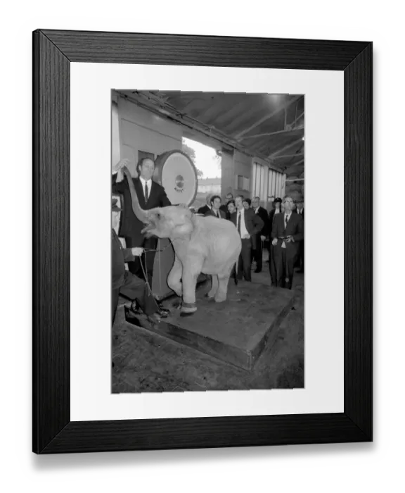 Framed Print : Lulu the baby elephant at Chessington Zoo, was weighed-in Framed Print : Lulu the baby elephant at Chessington Zoo, was weighed-in