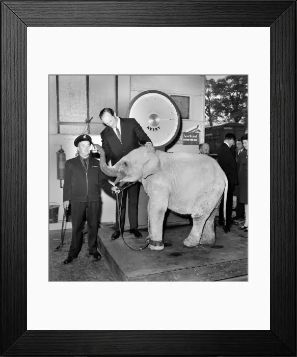 Framed Print : Lulu the baby elephant at Chessington Zoo, was weighed-in