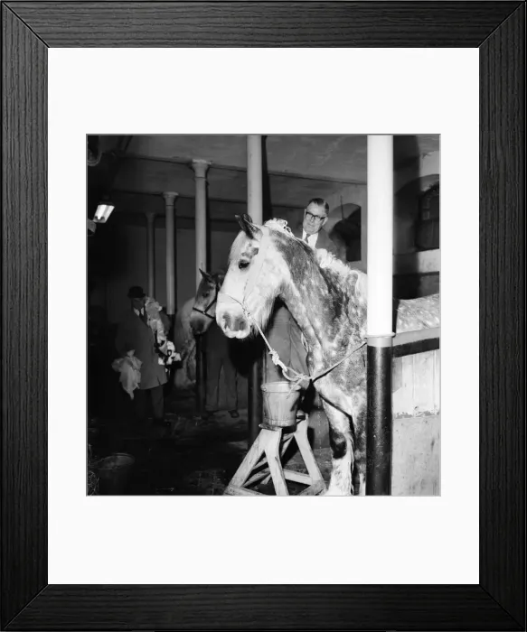 Framed Print : Lord Mayors coachman prepares his horses for the Lord Mayors show Framed Print : Lord Mayors coachman prepares his horses for the Lord Mayors show