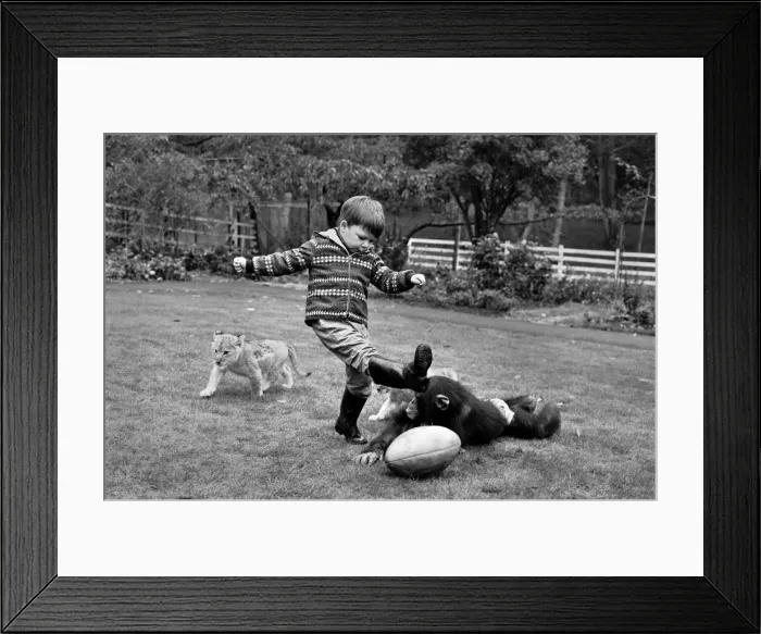Framed Print : Boy playing rugby with his pet chimp Charles at the Longleat Lion Reserve All is Framed Print : Boy playing rugby with his pet chimp Charles at the Longleat Lion Reserve All is