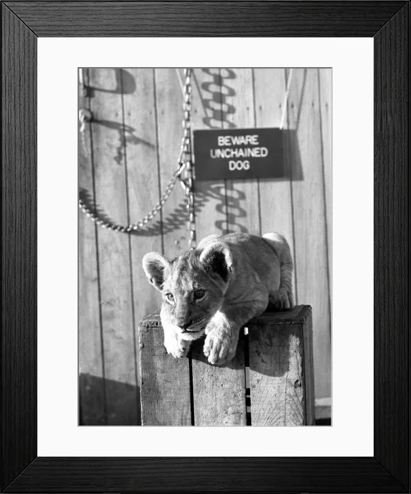 Framed Print : Mustapha the lion cub at Plymouth zoo, who has mistaken himself for a guard dog Framed Print : Mustapha the lion cub at Plymouth zoo, who has mistaken himself for a guard dog