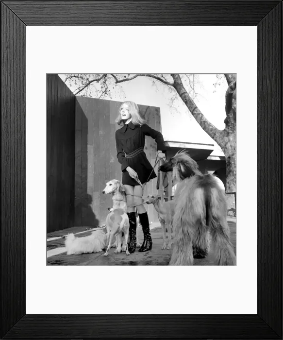 Framed Print : Some of the dogs taking part in the Richmond Dog Show next Saturday Framed Print : Some of the dogs taking part in the Richmond Dog Show next Saturday