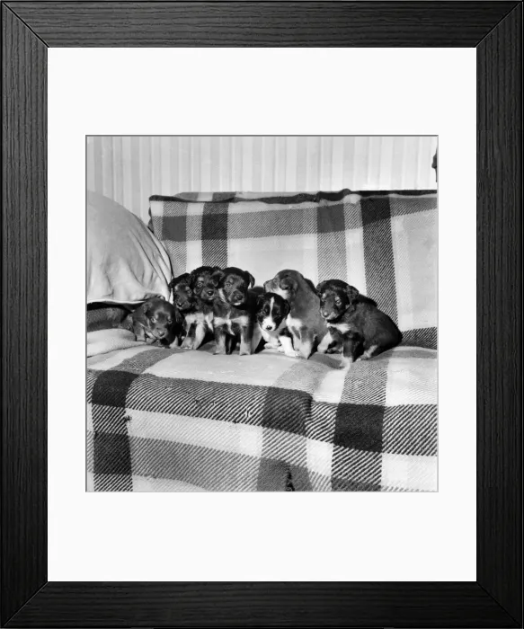 Framed Print : Animals. Dogs: Introducing (left to right), Kilburn, Lambeth, Bromley, Motorway, Ridgeway Framed Print : Animals. Dogs: Introducing (left to right), Kilburn, Lambeth, Bromley, Motorway, Ridgeway