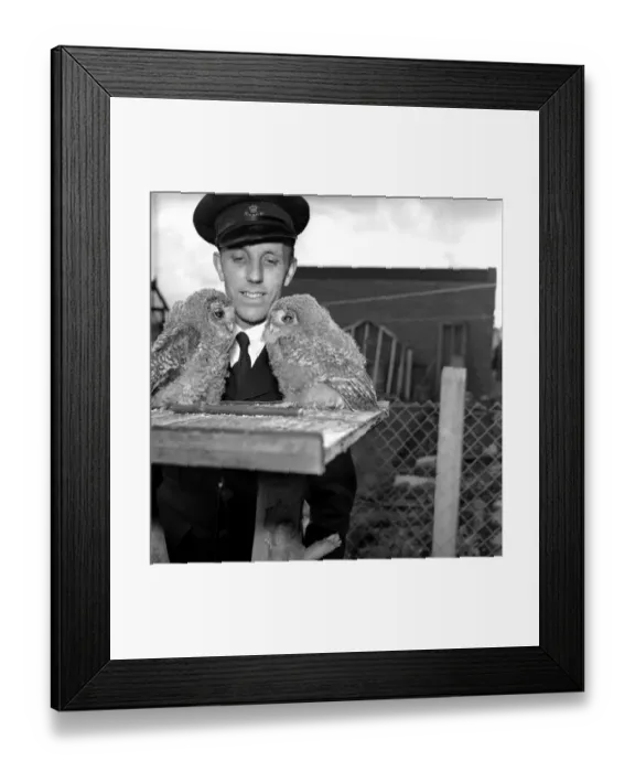 Framed Print : Owls. June 1960 M4501-006