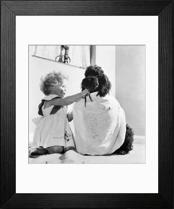 Framed Print : Susan Phillips seen here bathing her poodle Andy. November 1953 D6816-002 Framed Print : Susan Phillips seen here bathing her poodle Andy. November 1953 D6816-002