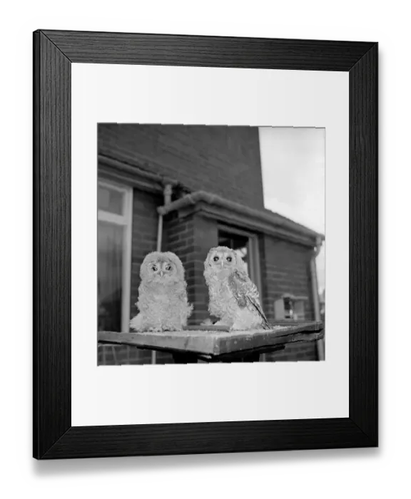Framed Print : Owls. June 1960 M4501-001