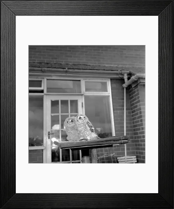 Framed Print : Owls. June 1960 M4501-003 Framed Print : Owls. June 1960 M4501-003