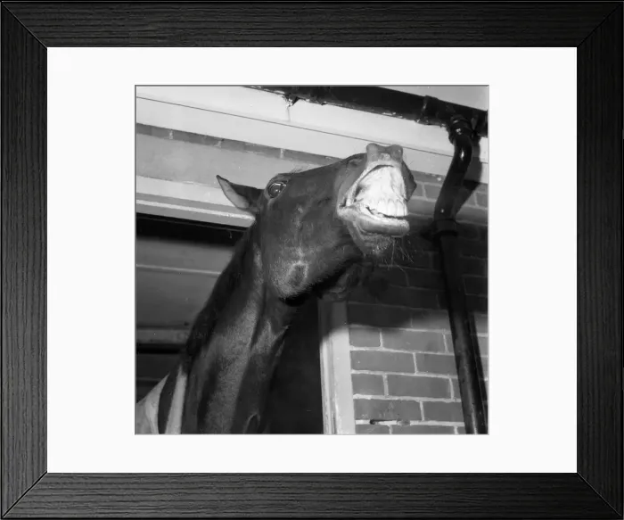 Framed Print : Foinavon 1967 Grand National winner, seems to have something to laugh about. Y14 Framed Print : Foinavon 1967 Grand National winner, seems to have something to laugh about. Y14