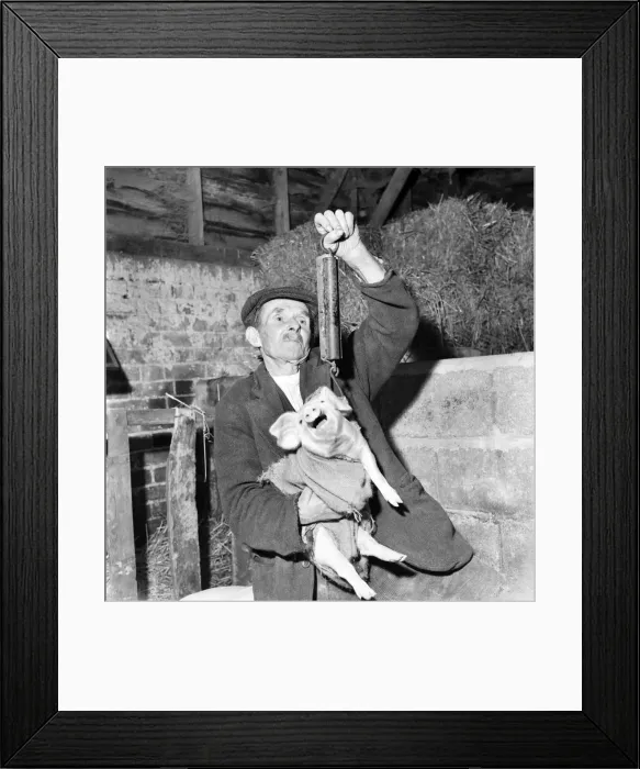 Framed Print : At their first weigh-in two weeks and 1 day old they weigh 14 pounds Framed Print : At their first weigh-in two weeks and 1 day old they weigh 14 pounds