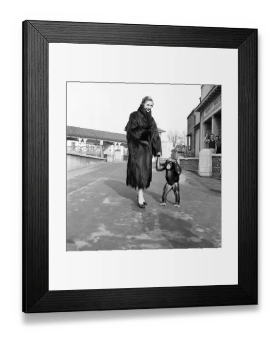 Framed Print : Clothing: Fashion: Fur coats. A new range of jungle fashions was launched in an unusual Framed Print : Clothing: Fashion: Fur coats. A new range of jungle fashions was launched in an unusual