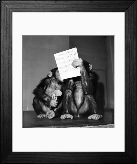Framed Print : Fifi'and Lulu'the London Zoo Framed Print : Fifi'and Lulu'the London Zoo