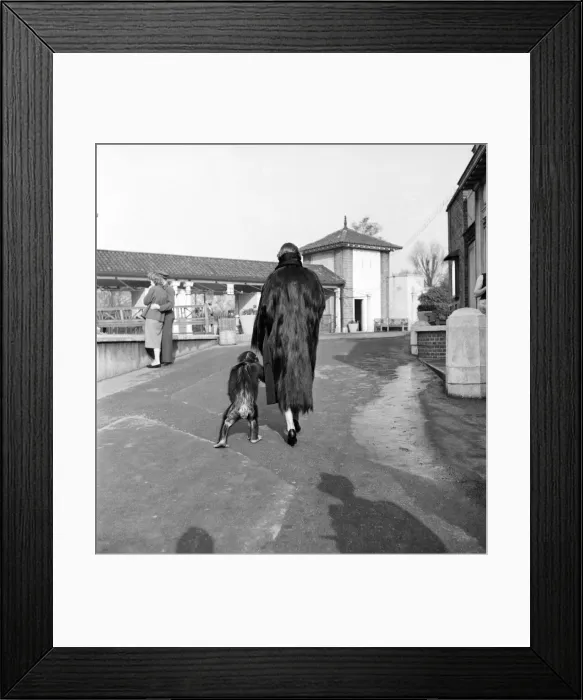 Framed Print : A new range of jungle fashions was launched in an unusual way (Friday