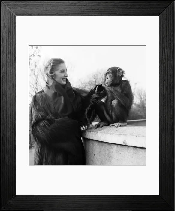 Framed Print : A new range of jungle fashions was launched in an unusual way (Friday Framed Print : A new range of jungle fashions was launched in an unusual way (Friday