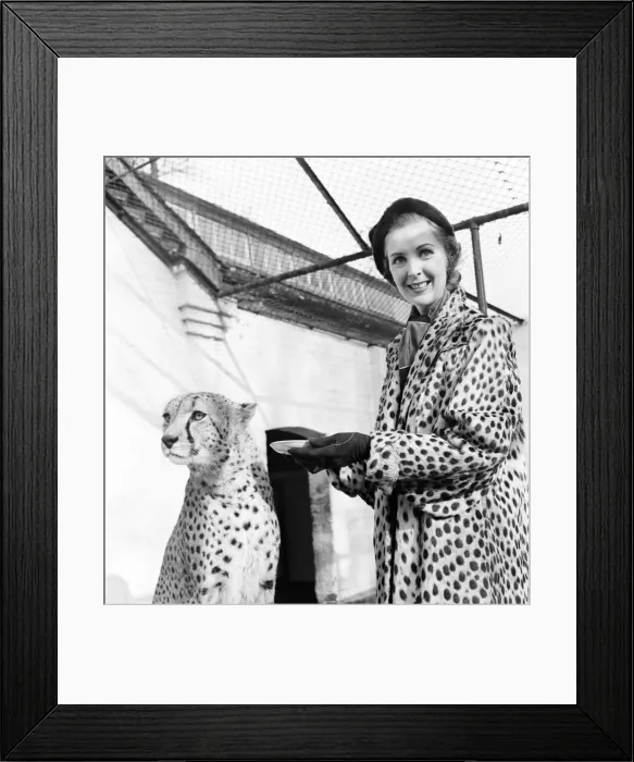 Framed Print : A new range of jungle fashions was launched in an unusual way (Friday