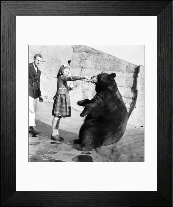 Framed Print : Animals Bears: I can lick anything, particularly tins with treacle inside Framed Print : Animals Bears: I can lick anything, particularly tins with treacle inside