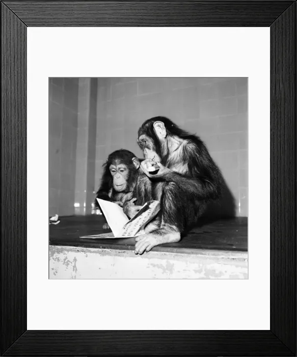 Framed Print : Fifi'and Lulu'the London Zoo