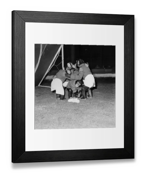Framed Print : Animals: Humour: Chimps playing foothall. November 1953 D6989