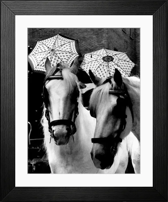 Framed Print : Just back from their holidays these two famous whitbread Shires are feeling the heat Framed Print : Just back from their holidays these two famous whitbread Shires are feeling the heat