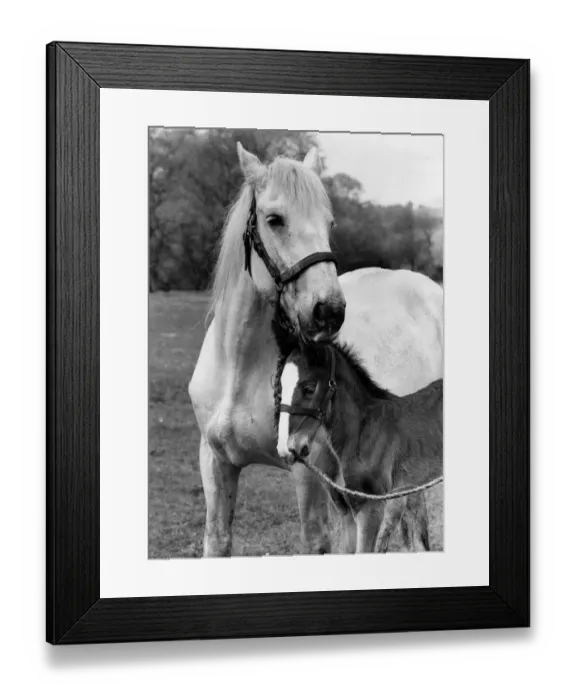 Framed Print : Animals: Horses. 11 day old as yet unnamed foal and foster mum Clarissa are thriving