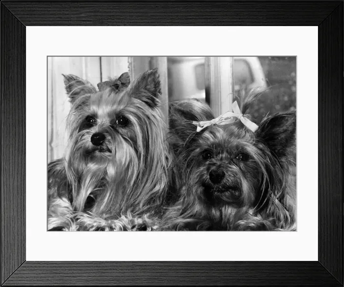Framed Print : Left Daisy-Belle and her grandmother Chloe. June 1964 P012673 Framed Print : Left Daisy-Belle and her grandmother Chloe. June 1964 P012673