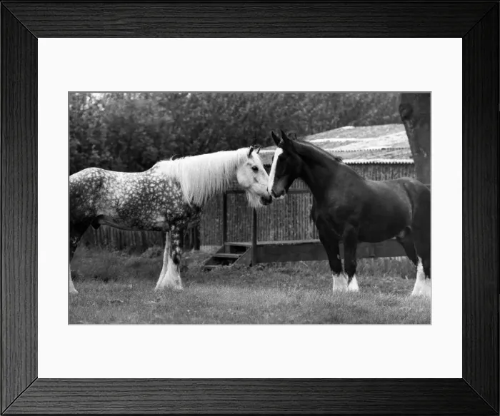 Framed Print : Animals: Horses. A matey time for Sullivan, left, and Gog. June 1972 P012690 Framed Print : Animals: Horses. A matey time for Sullivan, left, and Gog. June 1972 P012690