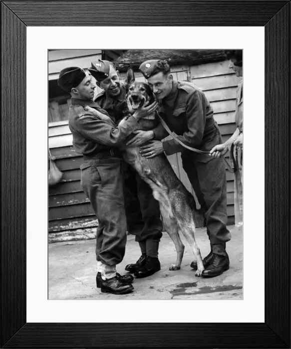Framed Print : Victory - Alsatian. Mascot of regiment. August 1941 P012676 Framed Print : Victory - Alsatian. Mascot of regiment. August 1941 P012676