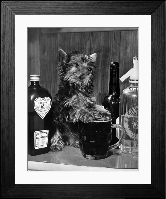 Framed Print : Penny the pint size pooch is a minature Yorkshire Terrier with a pint sized thirst she