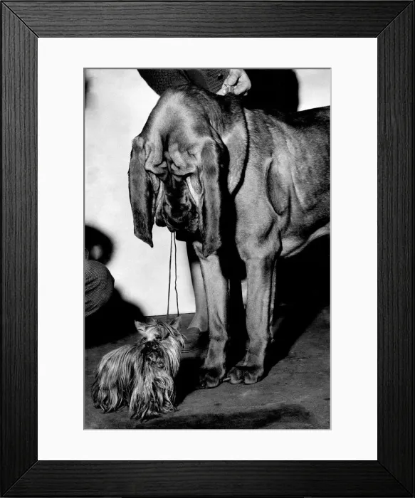 Framed Print : Animals: Dogs: Yorkshire terriers. February 1960 P012672 Framed Print : Animals: Dogs: Yorkshire terriers. February 1960 P012672