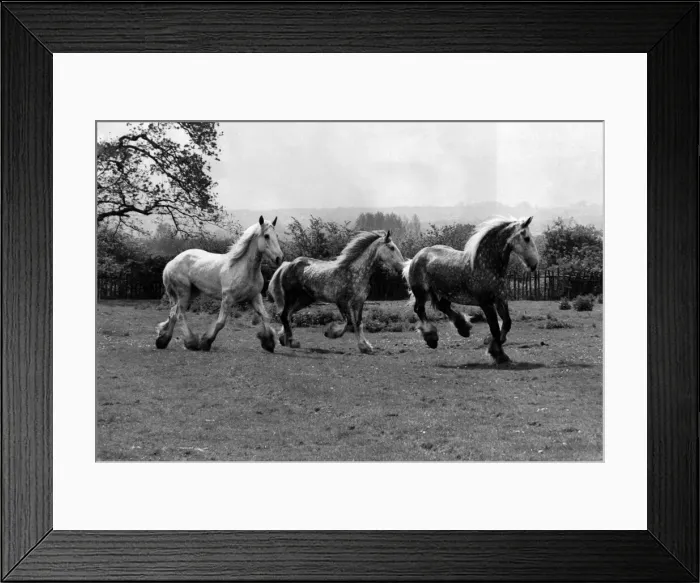 Framed Print : Four of the famous Shire Horses used for beer deliveries in Central London started a Framed Print : Four of the famous Shire Horses used for beer deliveries in Central London started a