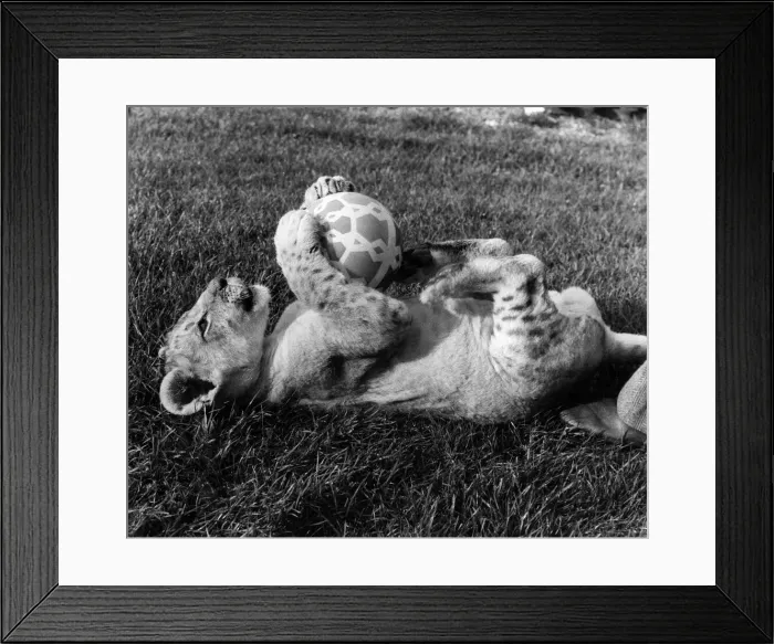 Framed Print : Pride of the lions: Having a ball-thats young Napoleon Framed Print : Pride of the lions: Having a ball-thats young Napoleon