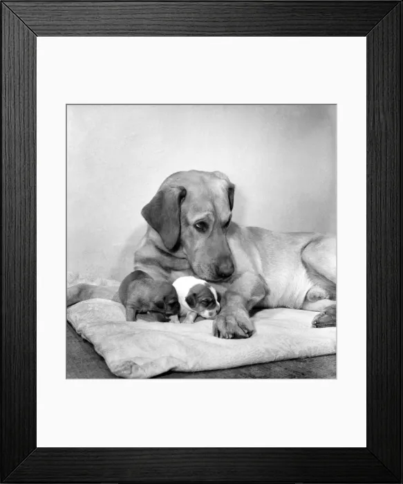 Framed Print : Dog and Puppies: Sandy the lost dog with the two pups that were left at the Doncaster Framed Print : Dog and Puppies: Sandy the lost dog with the two pups that were left at the Doncaster