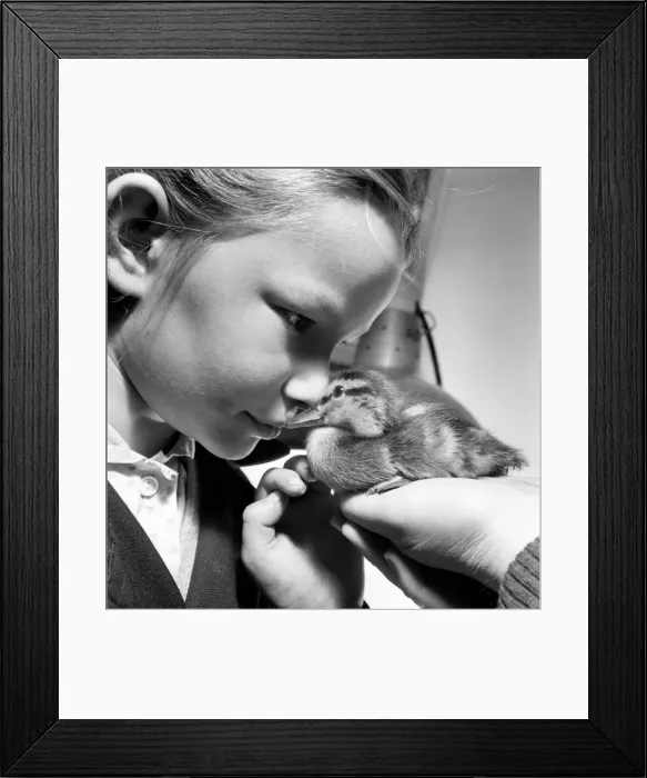 Framed Print : Birds / duckling. Ducky Duckling... saved from drowing... Only a few days old Framed Print : Birds / duckling. Ducky Duckling... saved from drowing... Only a few days old
