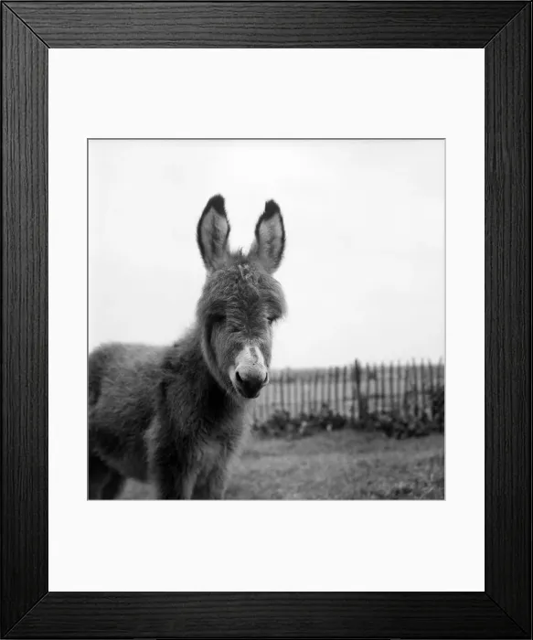 Framed Print : Jack the Donkey seen here at the animal hospital. June 1960 M4351-012 Framed Print : Jack the Donkey seen here at the animal hospital. June 1960 M4351-012