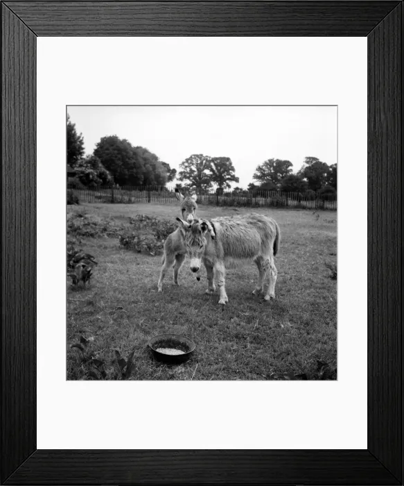 Framed Print : Lucky'the Orphan foal. Lucky, the Tiny Orphan foal nearly died Framed Print : Lucky'the Orphan foal. Lucky, the Tiny Orphan foal nearly died