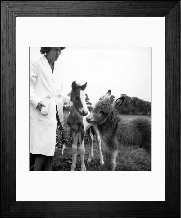 Framed Print : Lucky'the Orphan foal. Lucky, the Tiny orphan foal nearly died